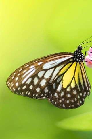 Butterfly Puzzle